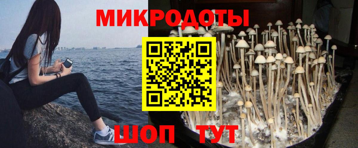 Псилоцибиновые грибы Cubensis Рыбинск